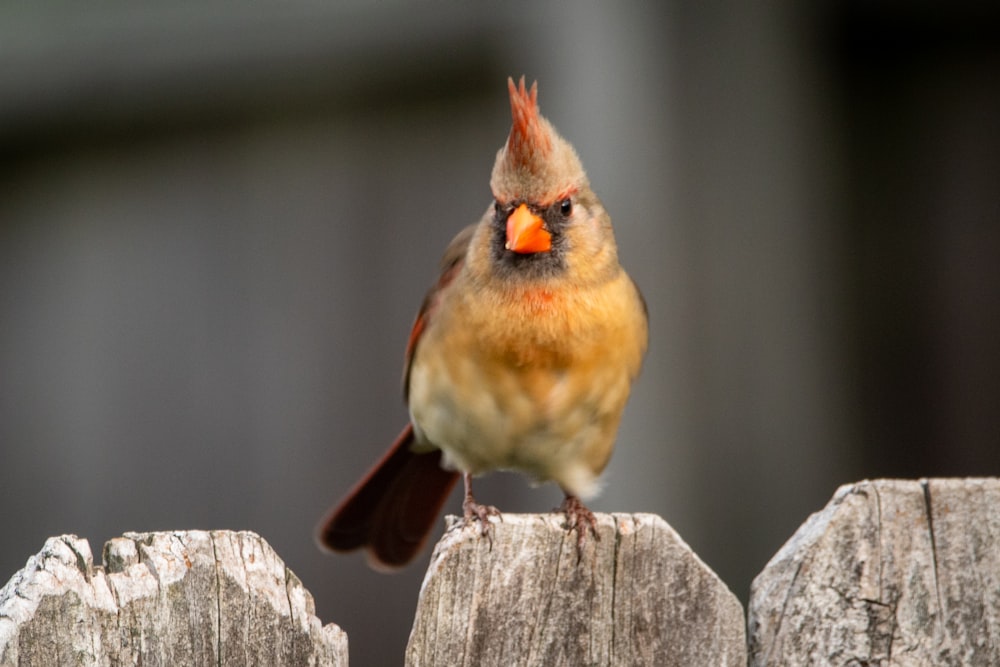 brown and orange bird on brown wooden fence