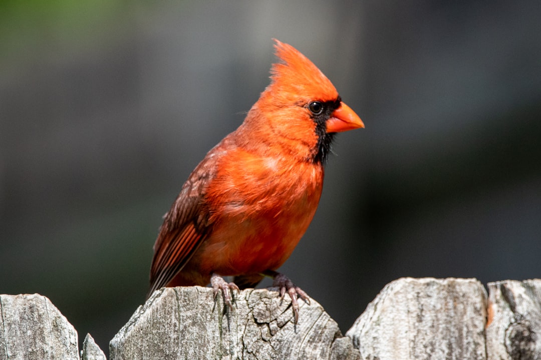 red cardinal perched on gray wooden fence, A cardinal perched on my backyard fence.
