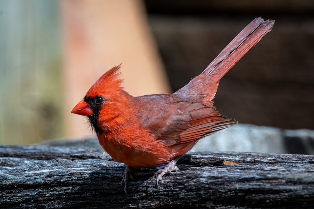 Pájaro cardenal rojo en tronco de madera marrón durante el día