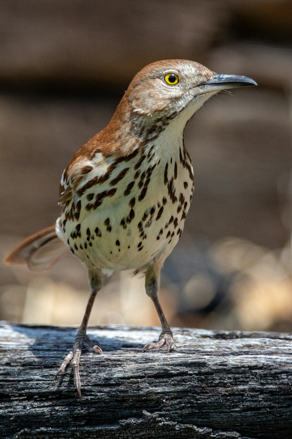 brown and white bird on gray concrete surface