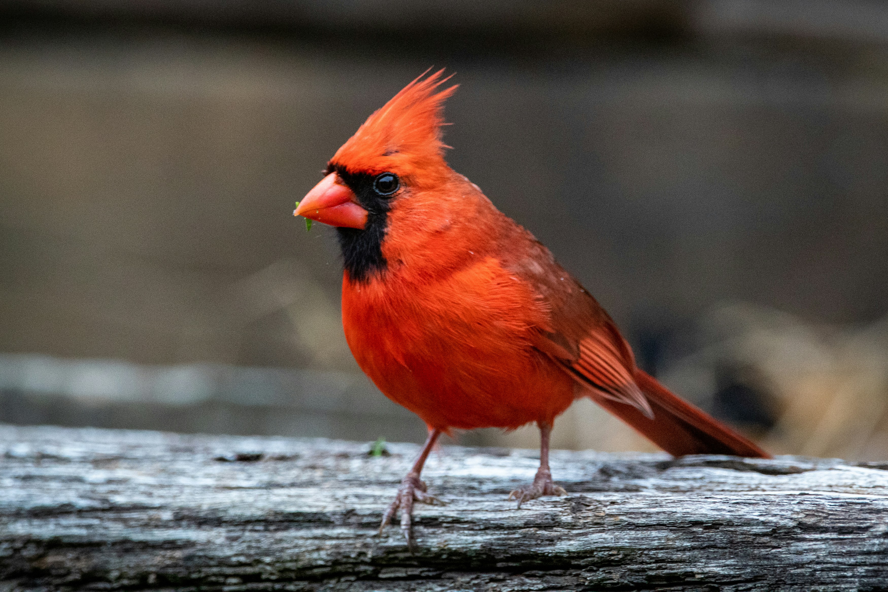 A cardinal perched in my backyard.