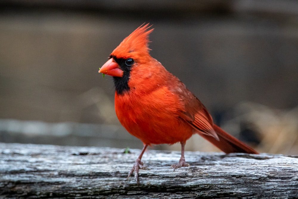 pássaro vermelho e preto na superfície de madeira marrom