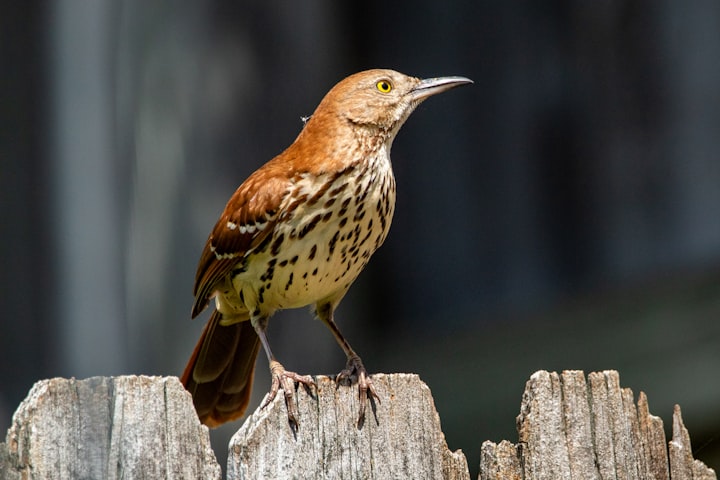 Ontario Backyard Bird ID 101-1