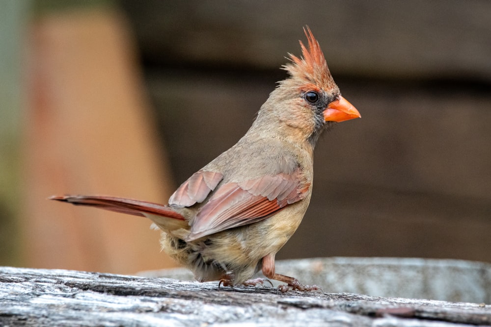 a bird with red feathers sitting on a ledge