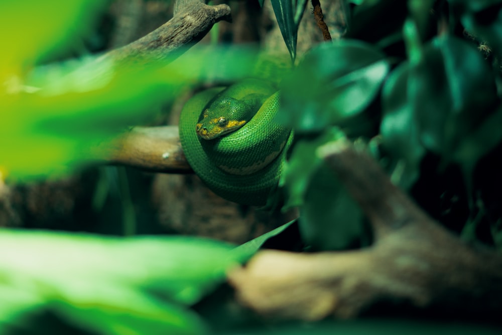 green snake on brown tree branch