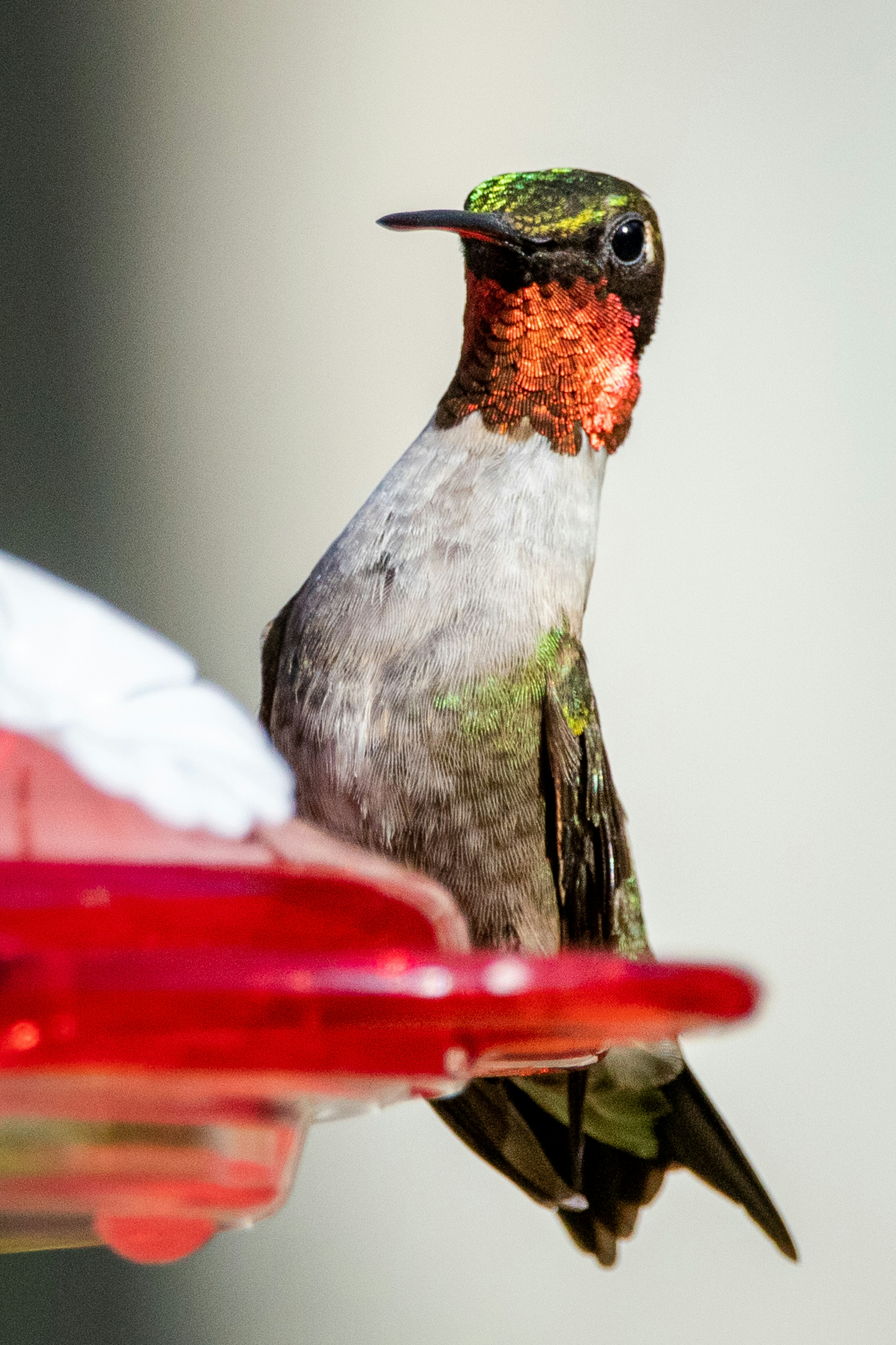green and brown humming bird
