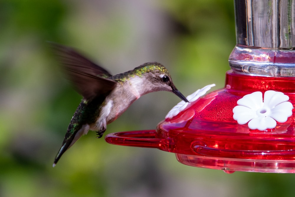 green and white humming bird flying