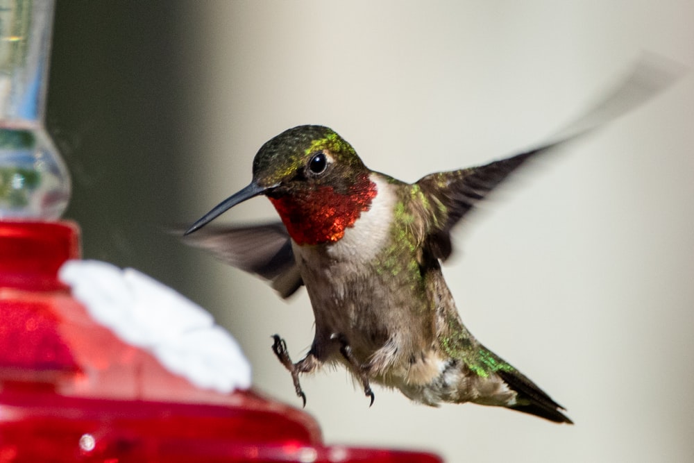 green and black humming bird