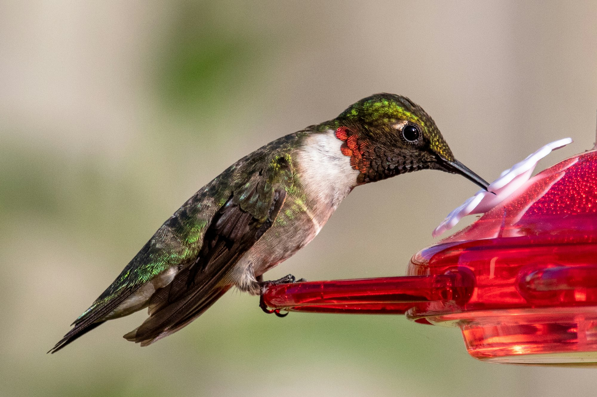A humming bird gets a drink from the feeder in my backyard.