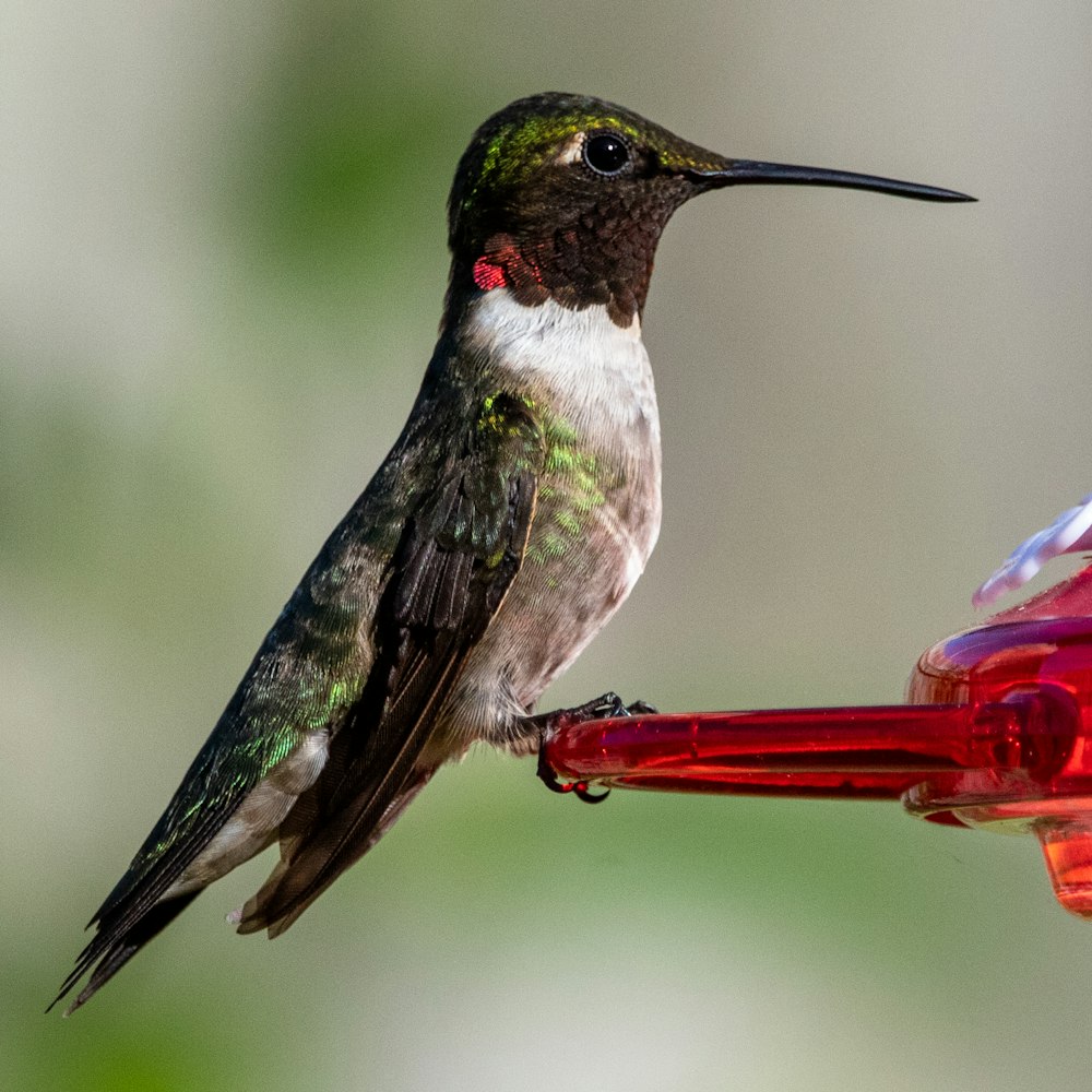 green and black humming bird