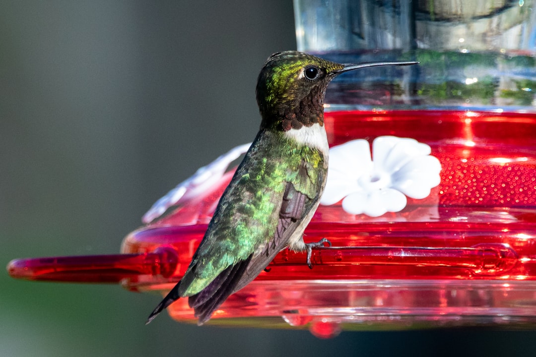 A humming bird pauses from its drink to look around while on the feeder in my backyard.