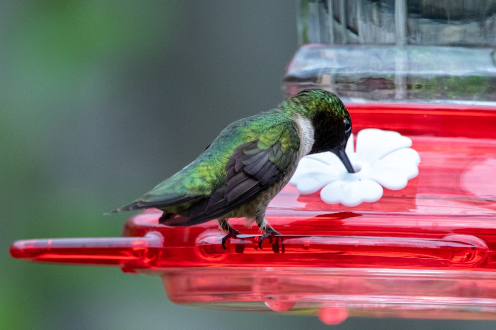 green and black bird on red and white flower