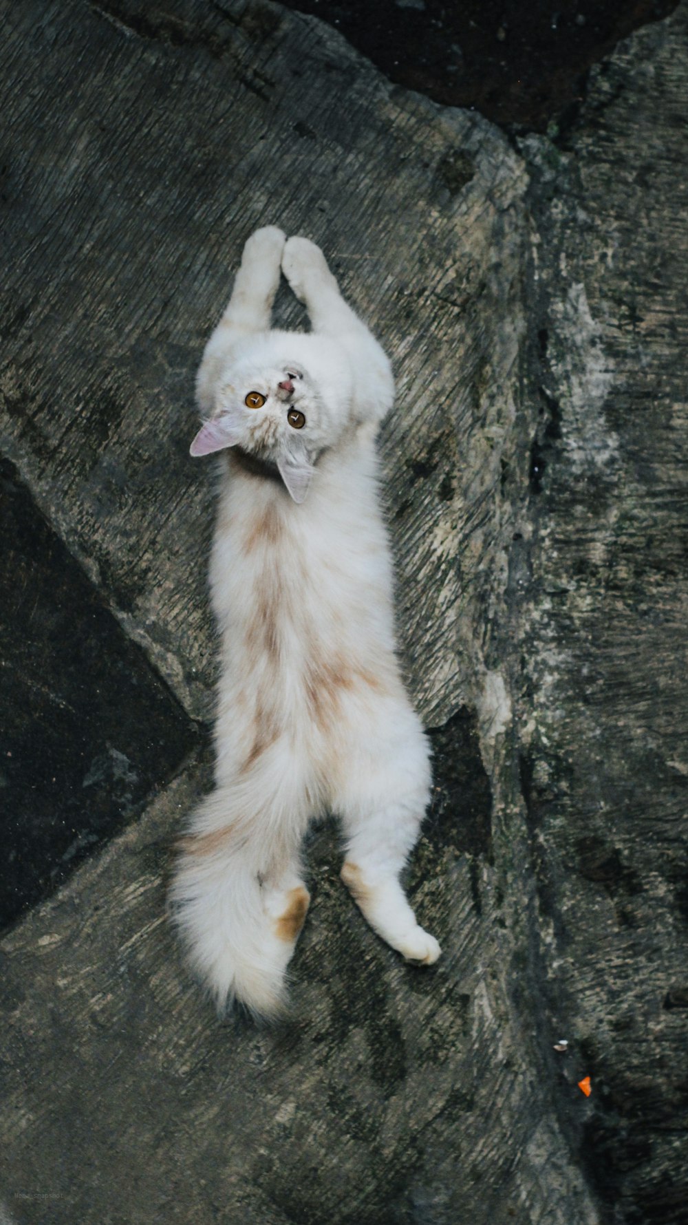 white and orange cat on tree