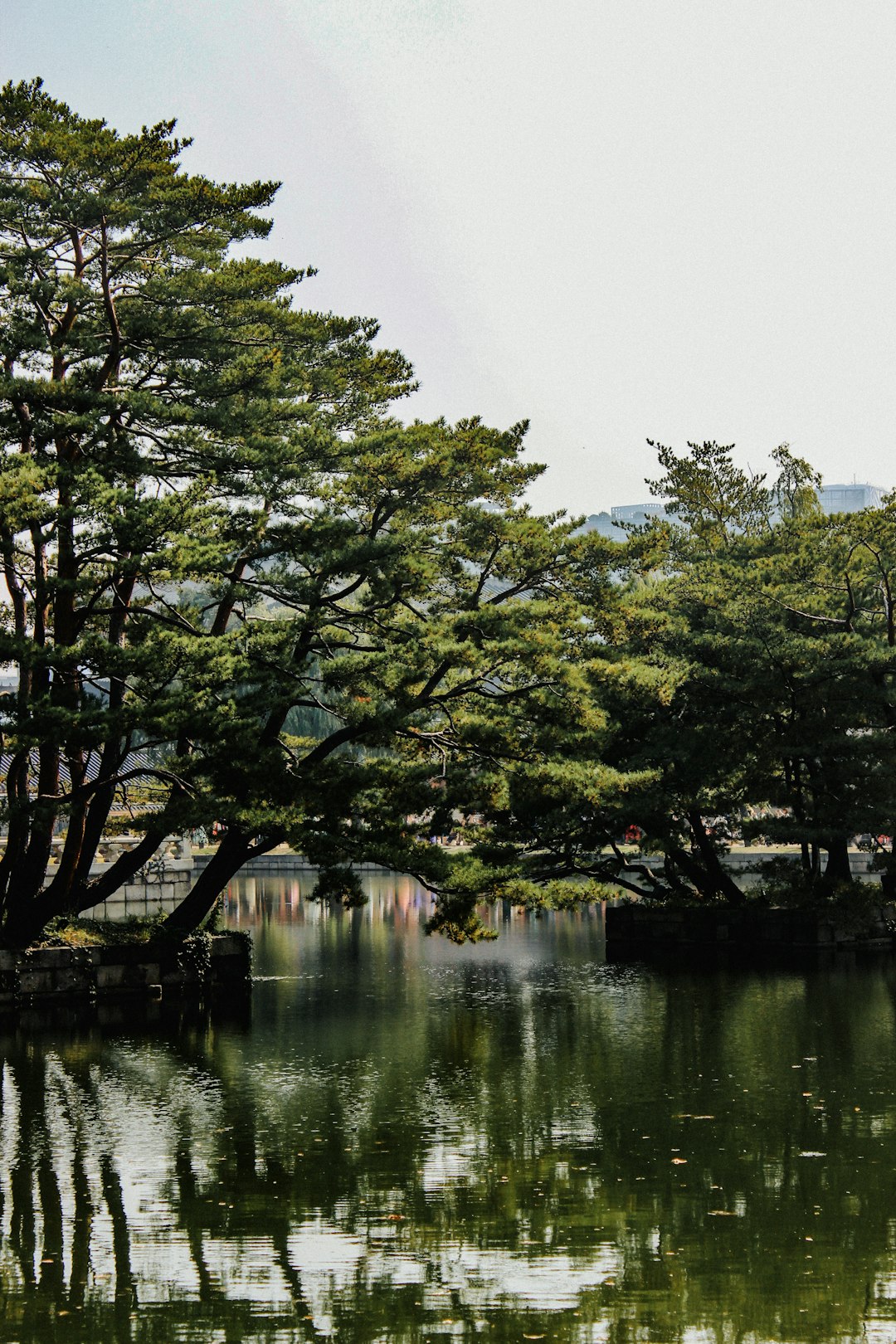 green trees beside river during daytime