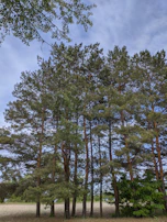 Expansive pine forest area representing productive land investments in Paraná.