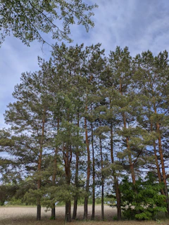 Expansive pine forest area representing productive land investments in Paraná.