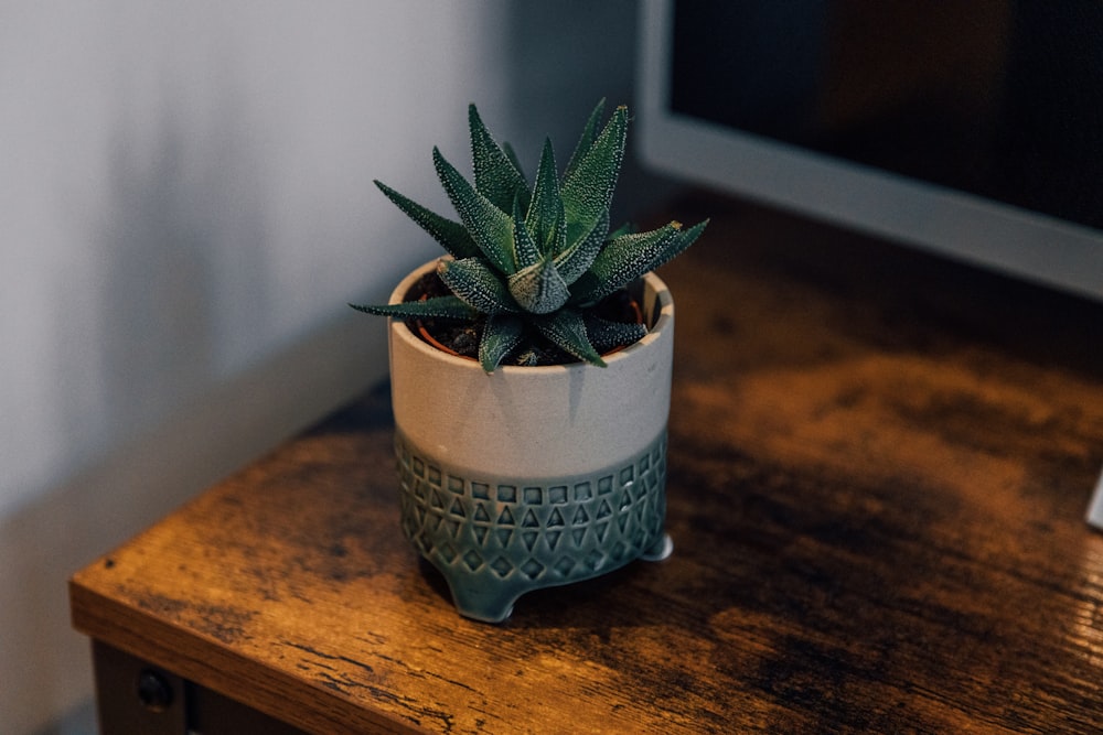 green plant in white ceramic pot