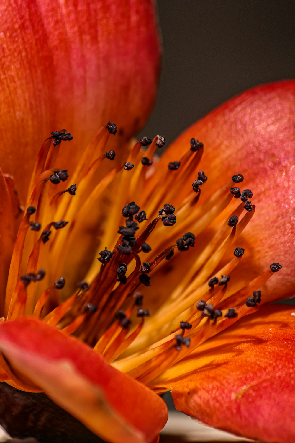 red and yellow flower in macro photography