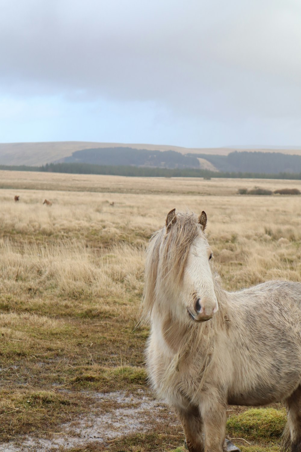 white horse on green grass field during daytime