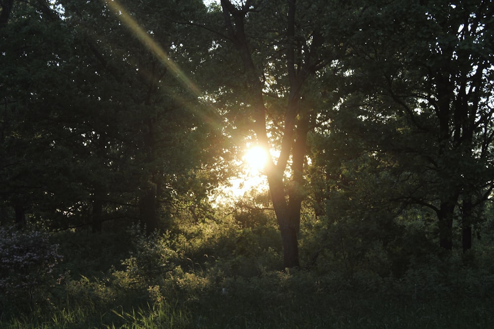 sun rays coming through green trees