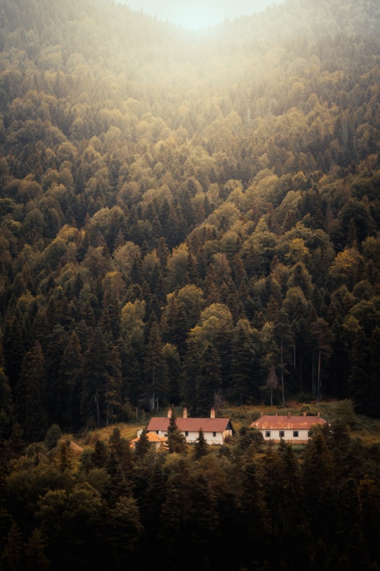 white and brown concrete house surrounded by green trees during daytime in Ordu Turkey