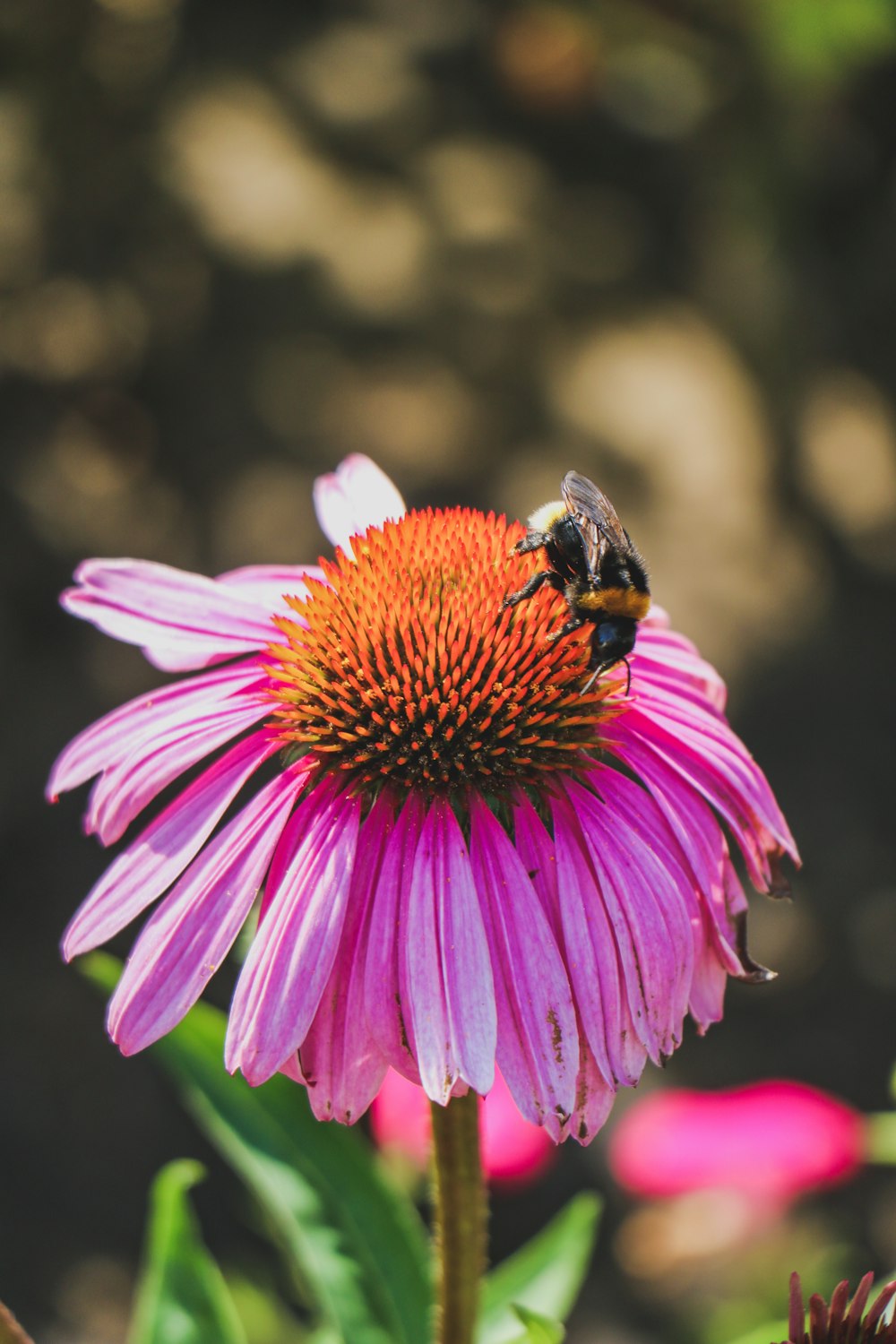 black and yellow bee on pink flower