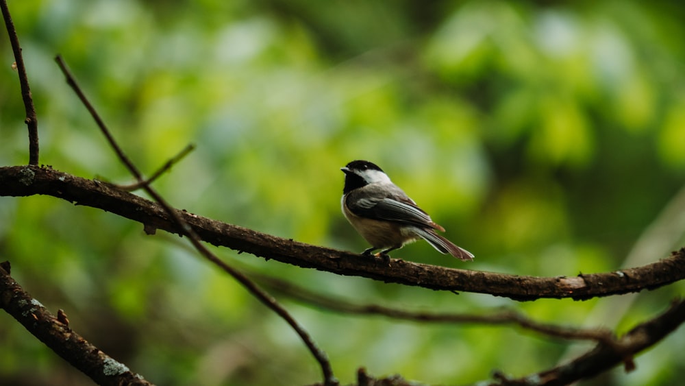 oiseau noir et blanc sur une branche d’arbre brune pendant la journée