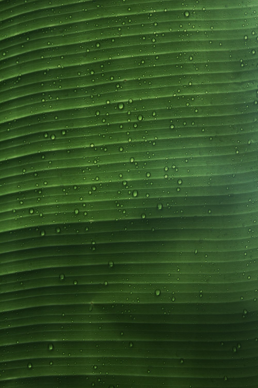 water droplets on green leaf