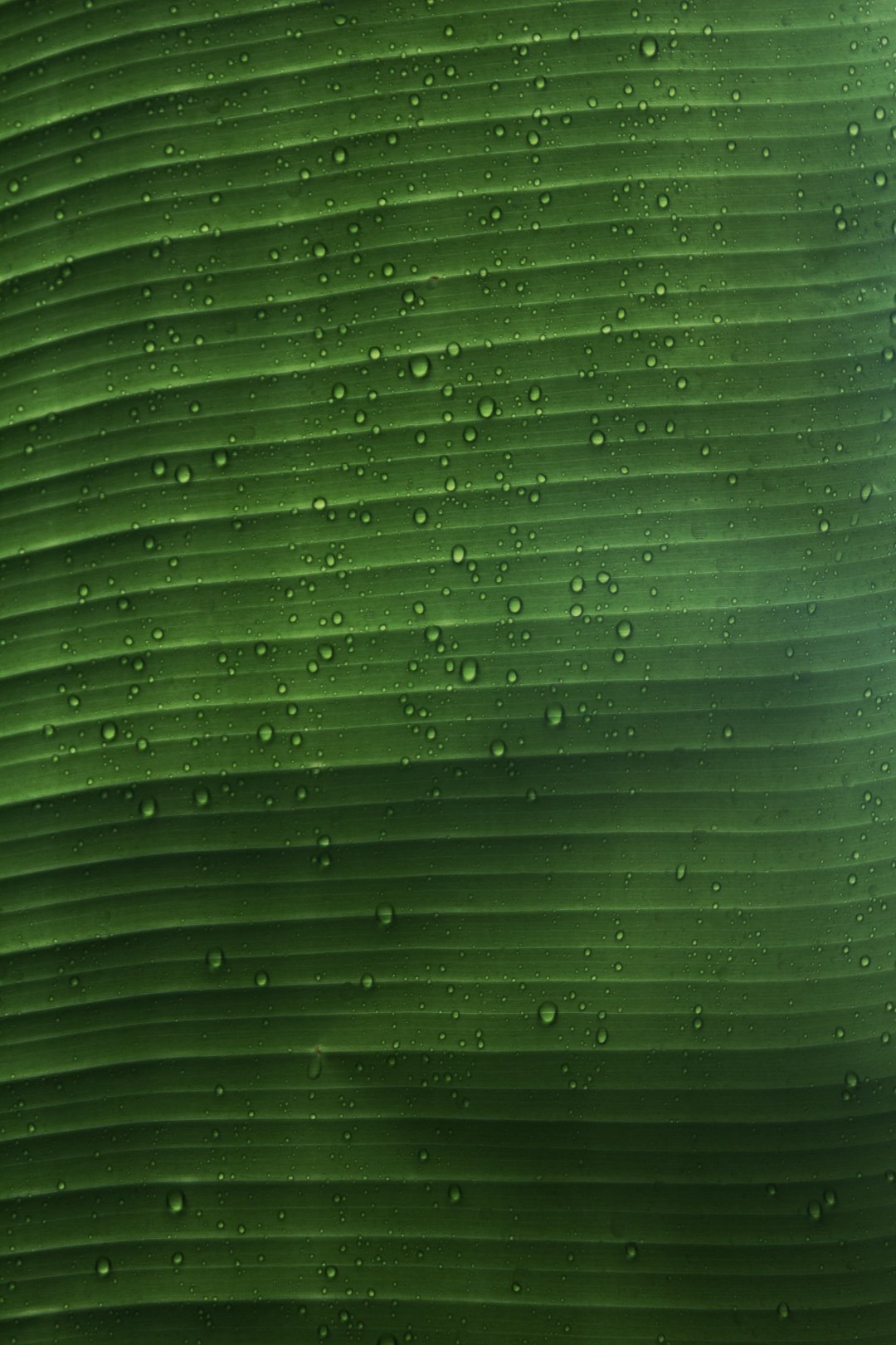 water droplets on green leaf