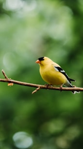goldfinch