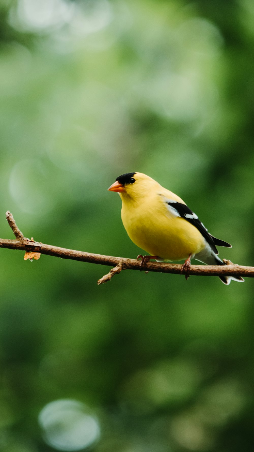 yellow black and white bird on brown tree branch