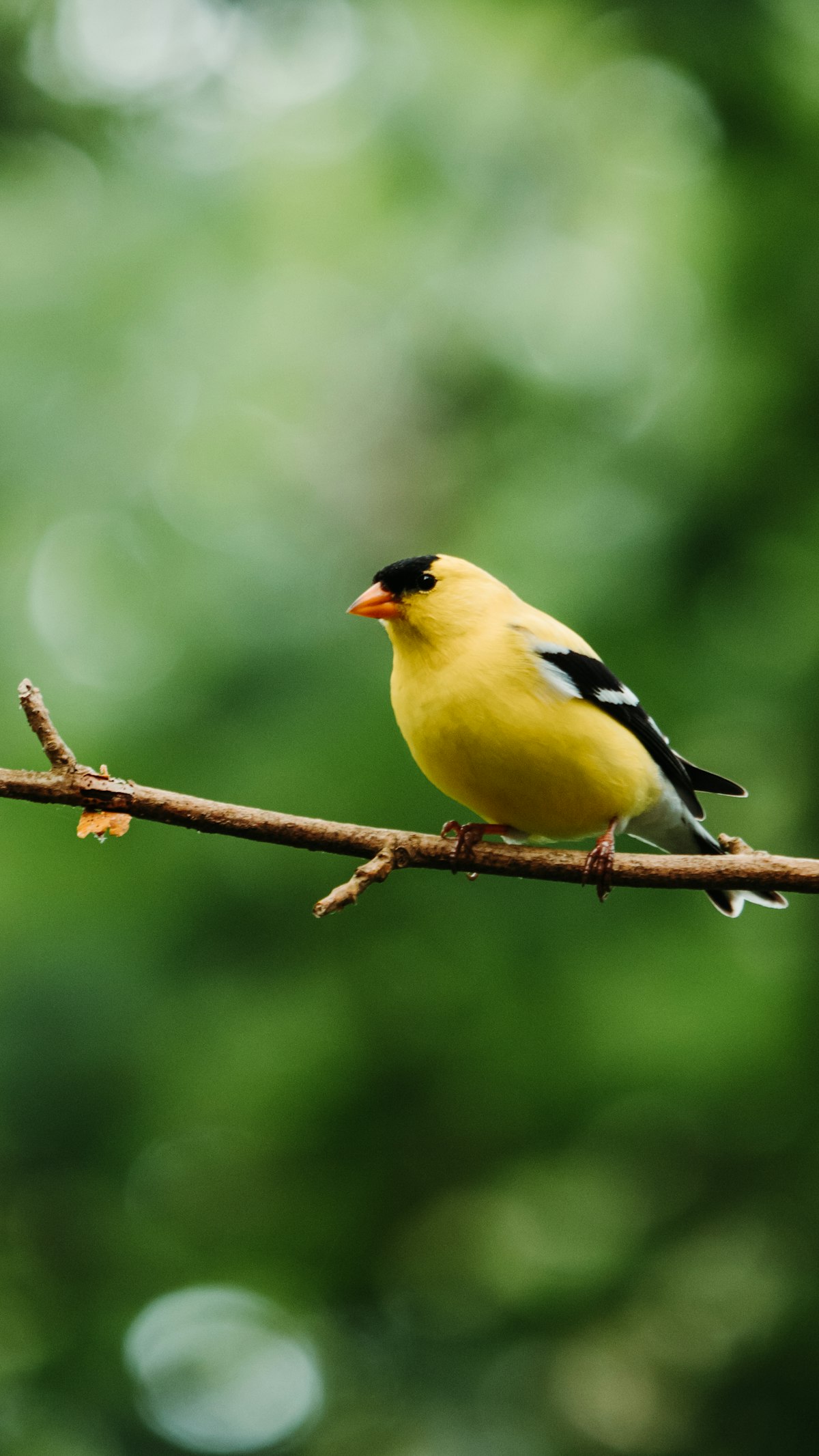 American goldfinch on a tree branch - enjoying finches at a backyard feeder