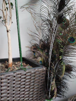 A wicker-patterned planter holding a potted plant with a bare trunk and sparse leaves. Next to it are several peacock feathers, showcasing vibrant colors and eye-like patterns.
