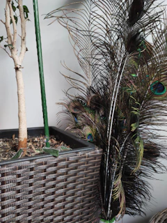 A wicker-patterned planter holding a potted plant with a bare trunk and sparse leaves. Next to it are several peacock feathers, showcasing vibrant colors and eye-like patterns.