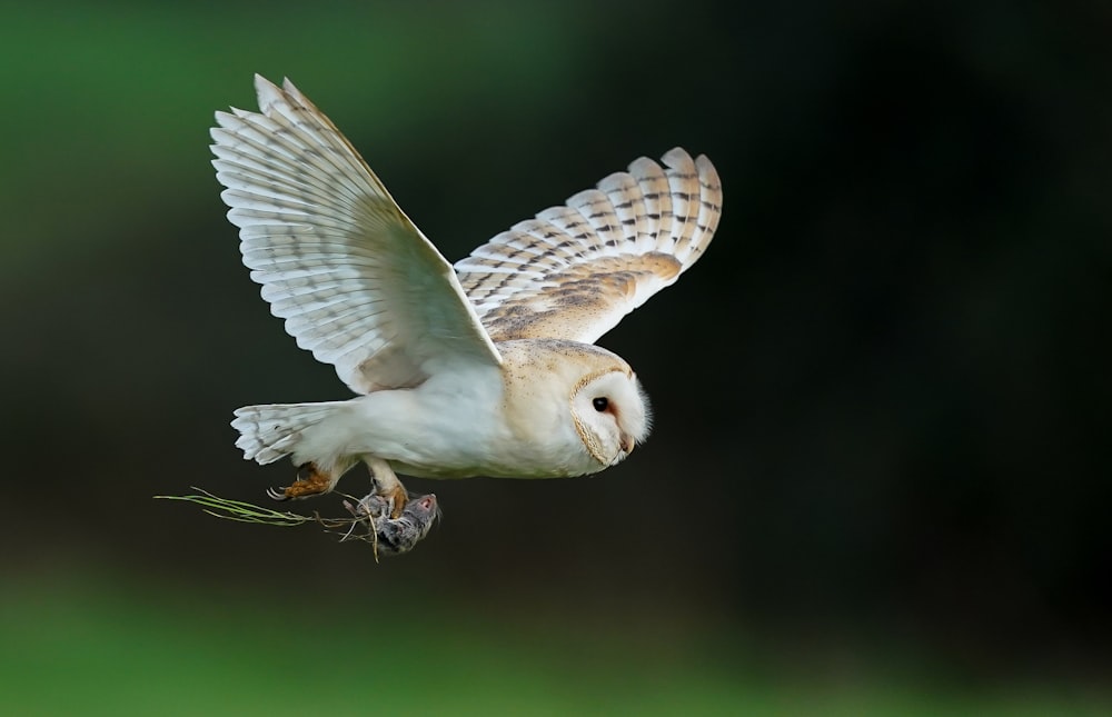 white and brown owl flying during daytime