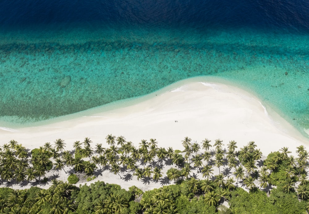 aerial view of green trees and white sand beach