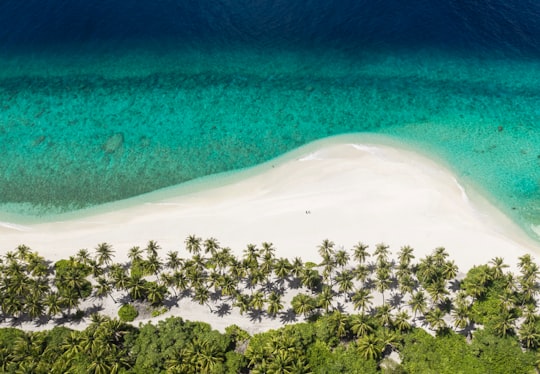 aerial view of green trees and white sand beach in Gnaviyani Maldives