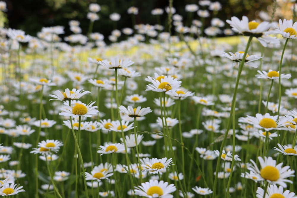 white and yellow flowers in tilt shift lens