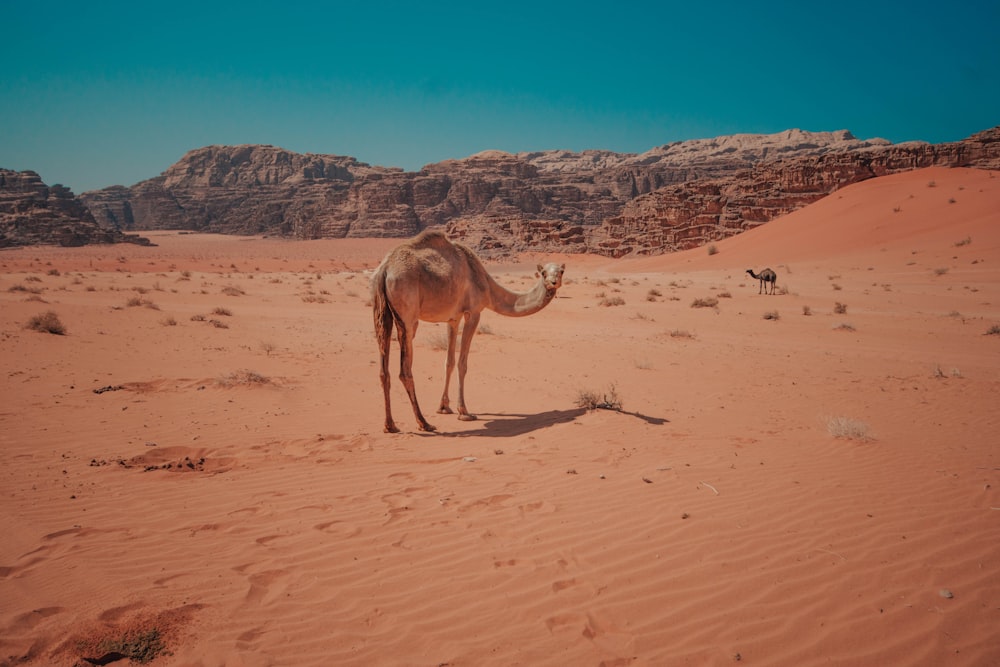 brown camel walking on brown sand during daytime