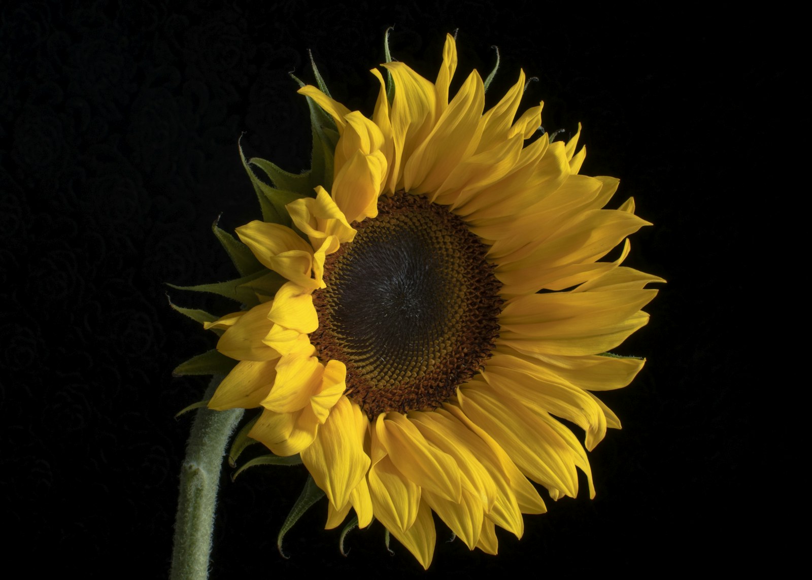 Nikon D500 + Nikon AF-S DX Nikkor 35mm F1.8G sample photo. Yellow sunflower in bloom photography