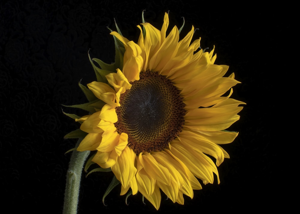 yellow sunflower in bloom during daytime