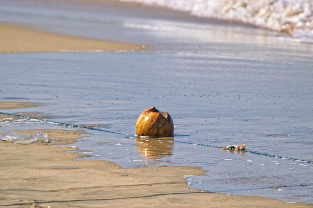 brown and black bird on water during daytime