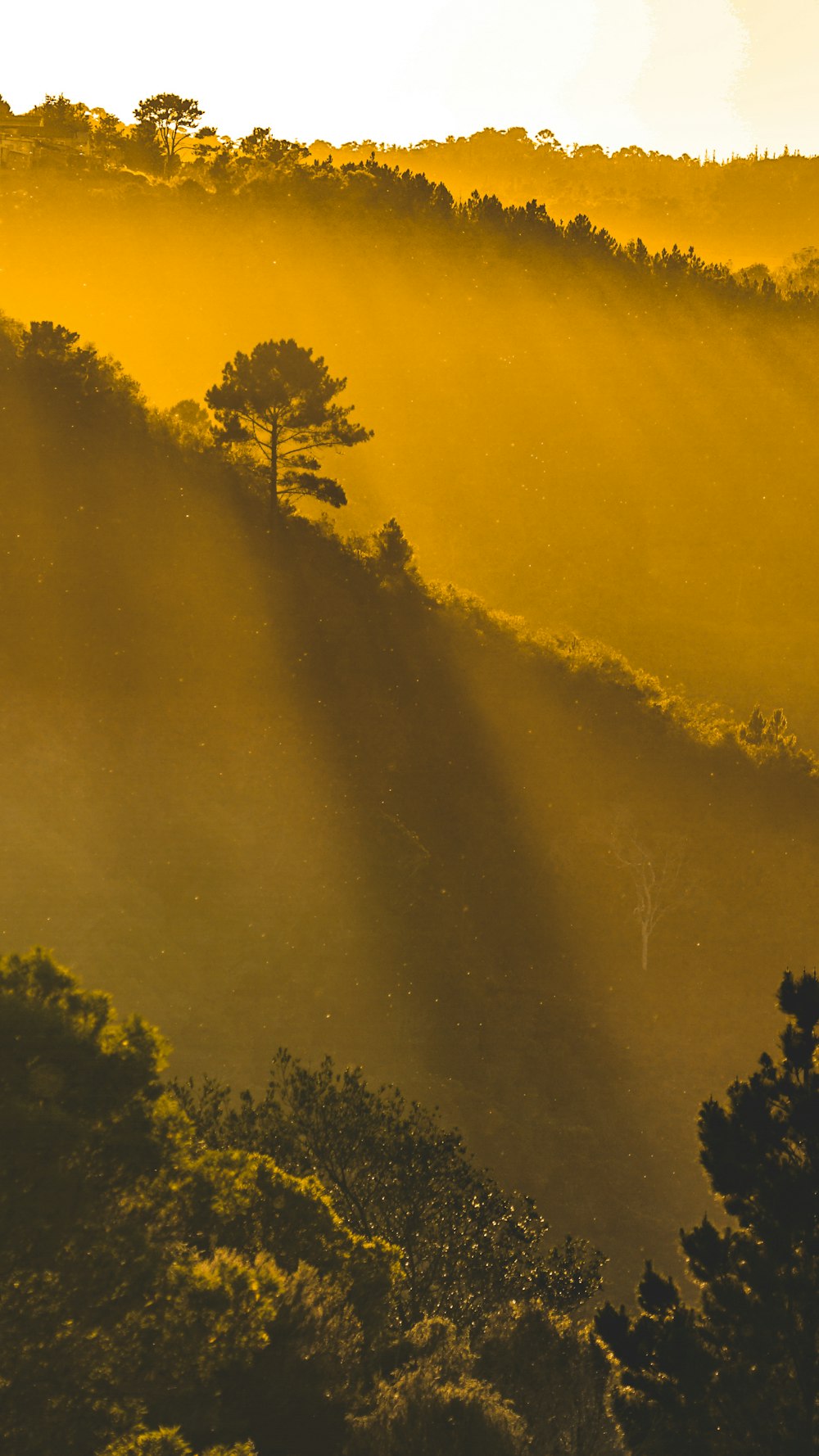 arbres verts sur champ jaune