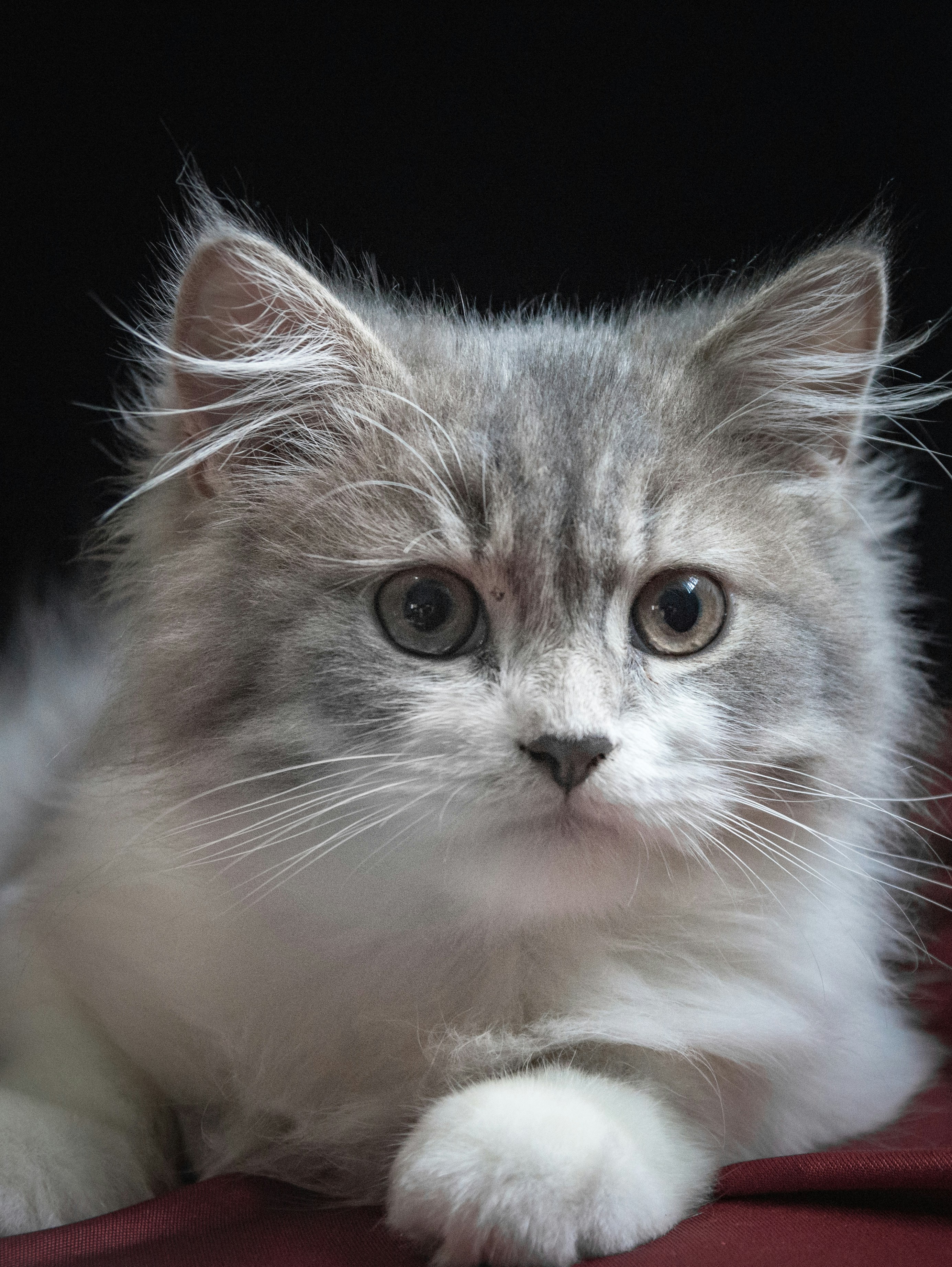 Photo by tonygalarpe