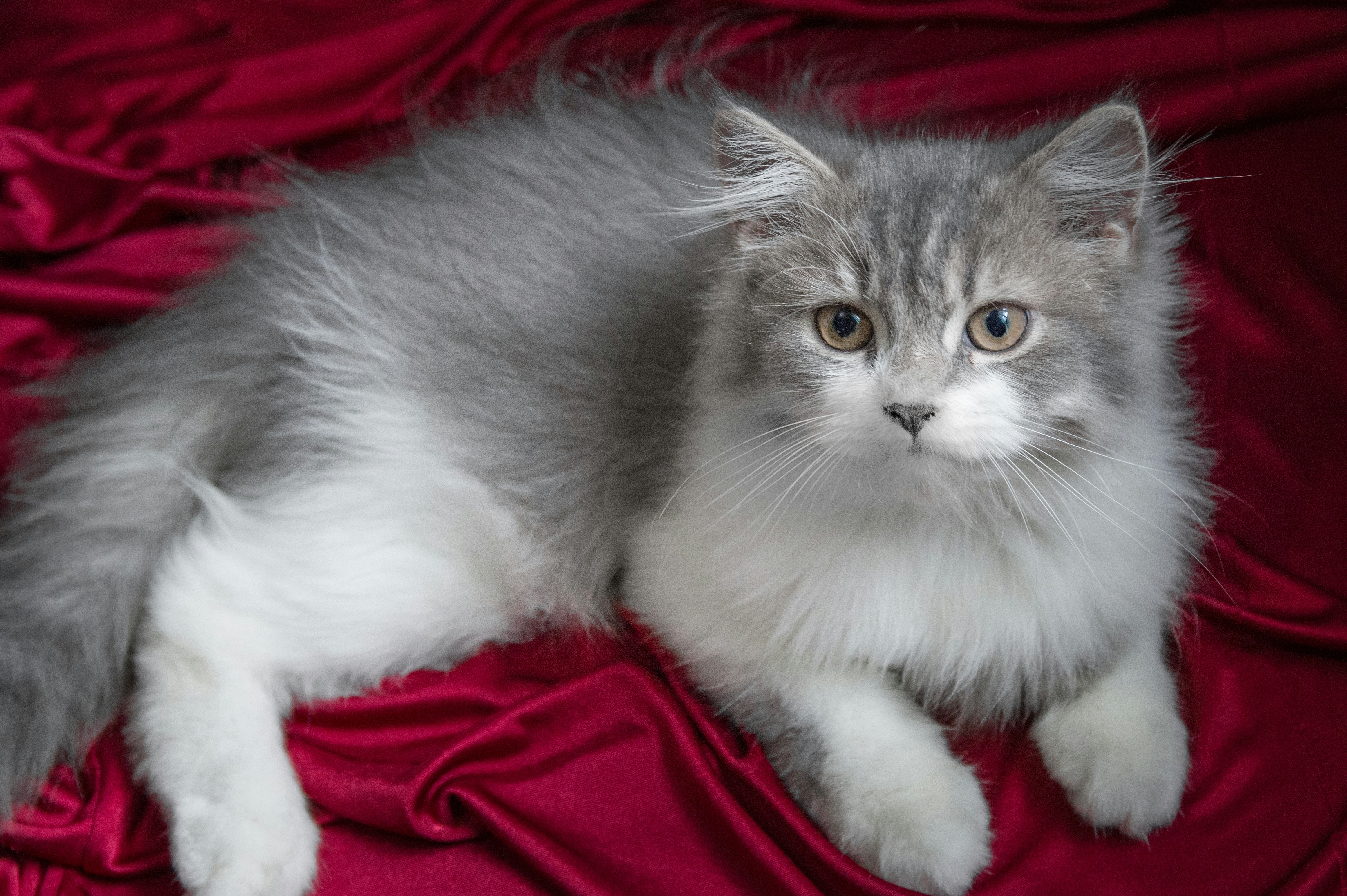 Photo by tonygalarpe