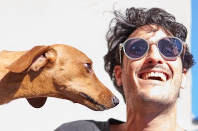 brown short coated dog wearing black sunglasses smiling zoom background