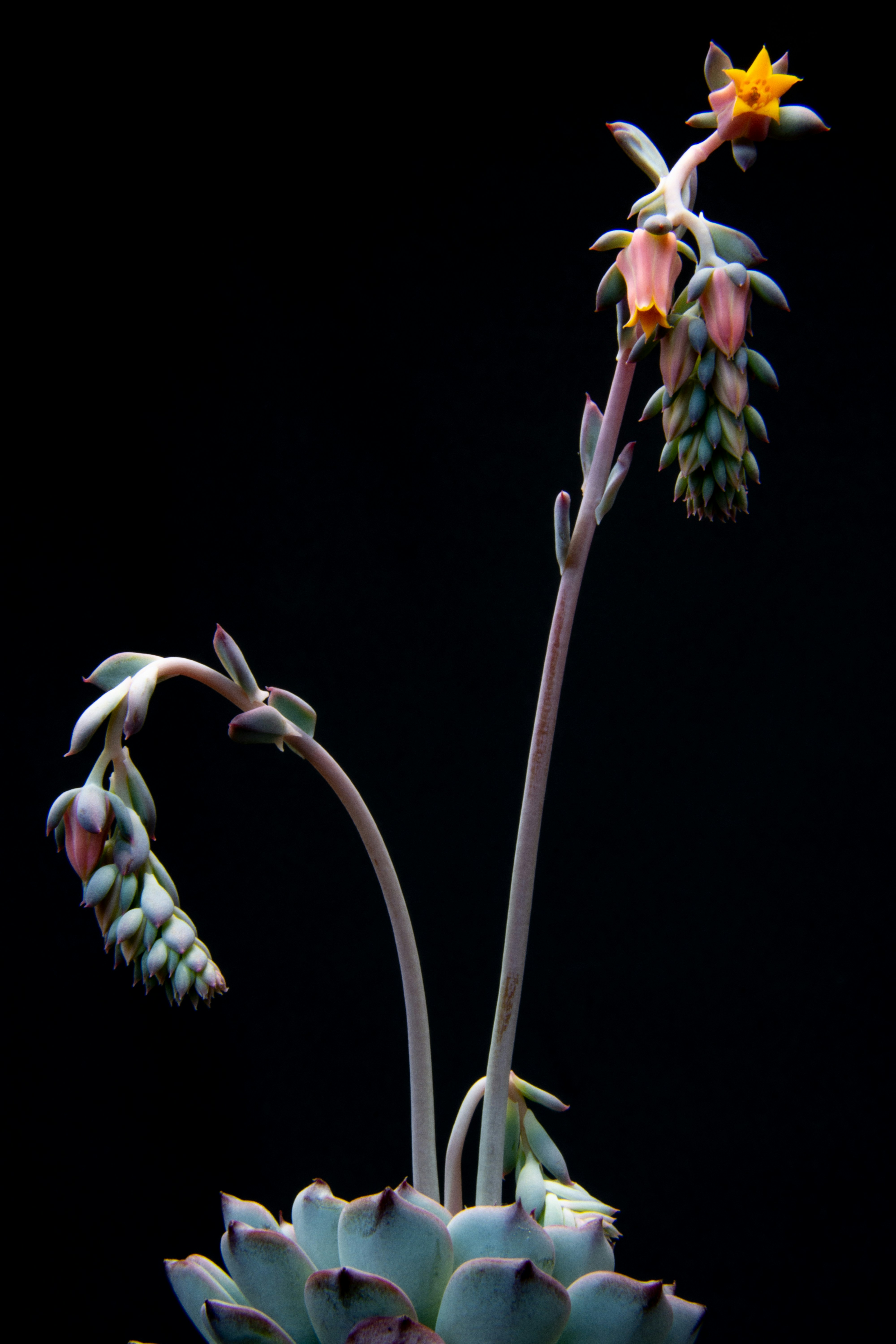 green and yellow flower with black background