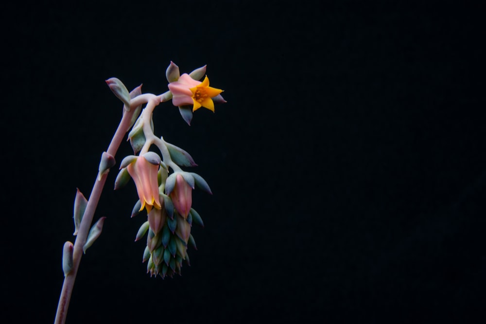 white and purple flower in black background