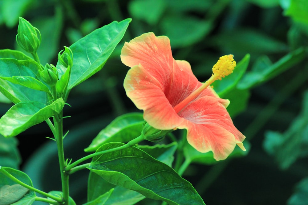 pink and yellow flower in tilt shift lens