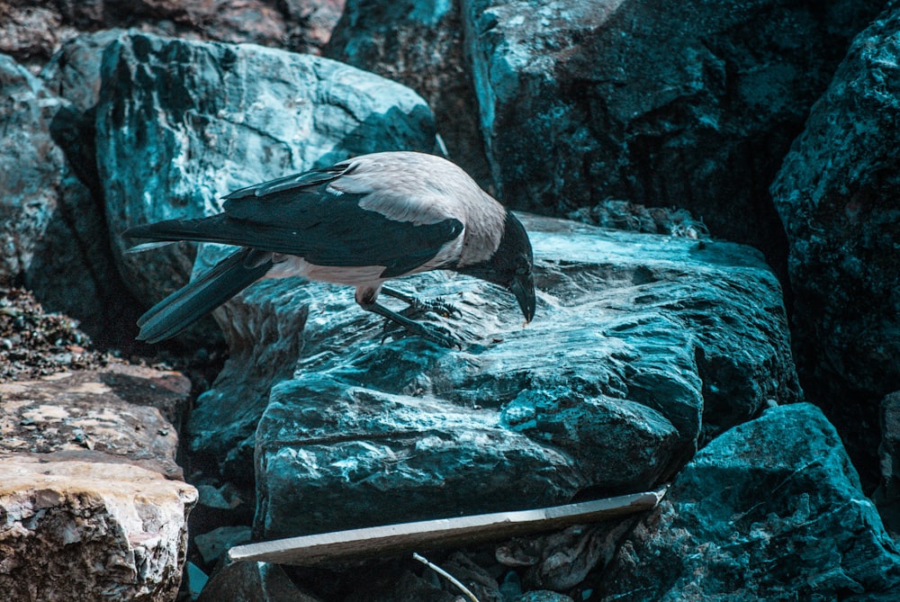 black and white bird on brown tree trunk